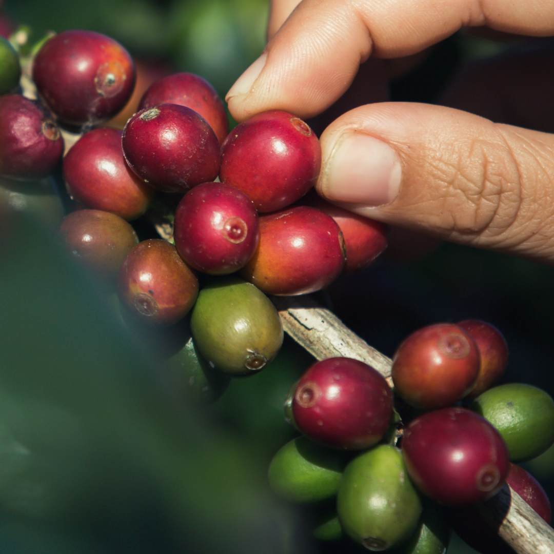 Tours por Medellin y sus alrededores