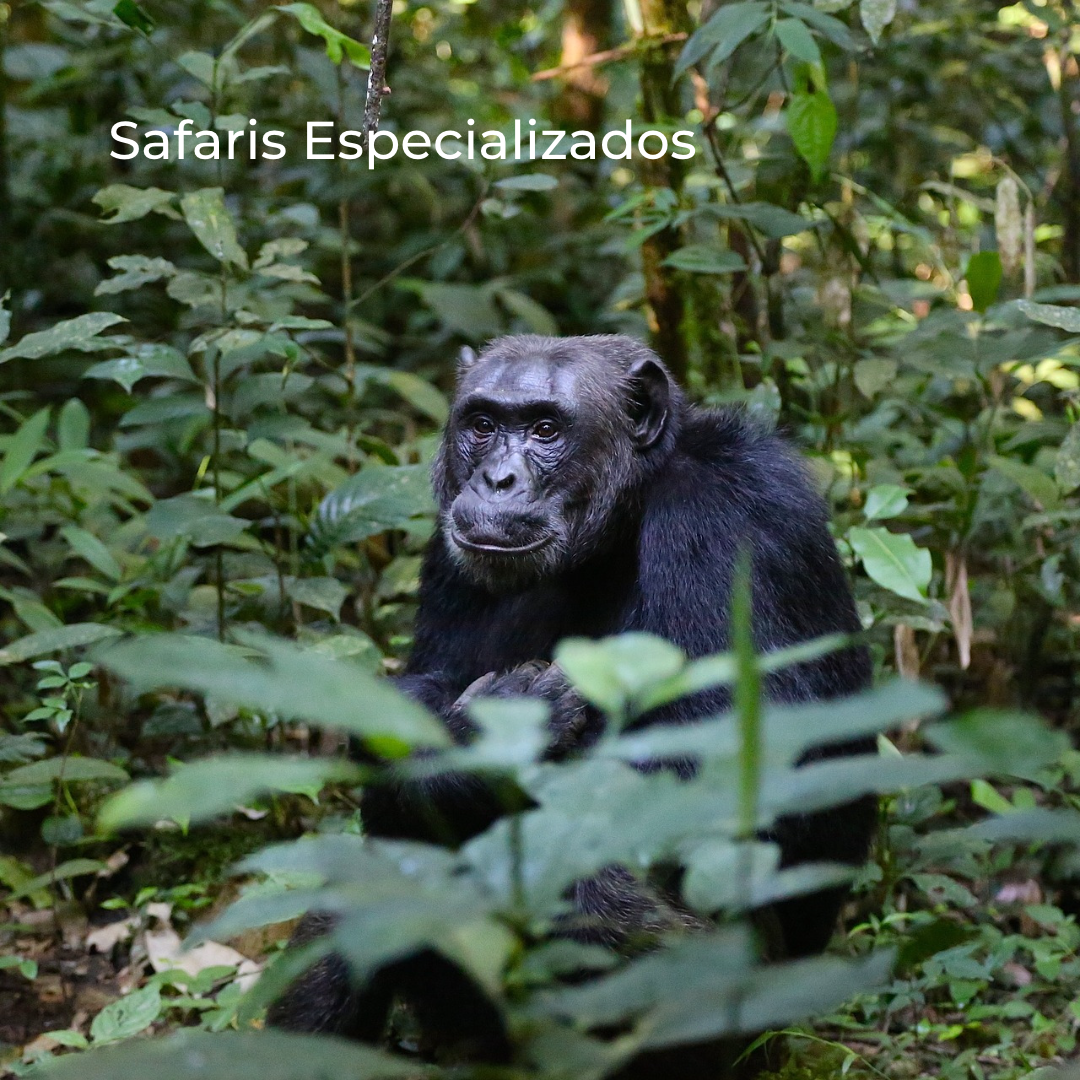 Safari Especializados